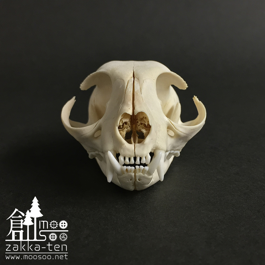 インドジャコウネコ 頭骨 - その他