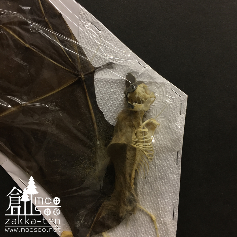 半分剥製半分骨格のコウモリの標本01【Cynopterus brachyotis】 | 博物と古物の奇妙な雑貨店  シュレディンガーの猫｜金沢の奇妙な雑貨屋さん